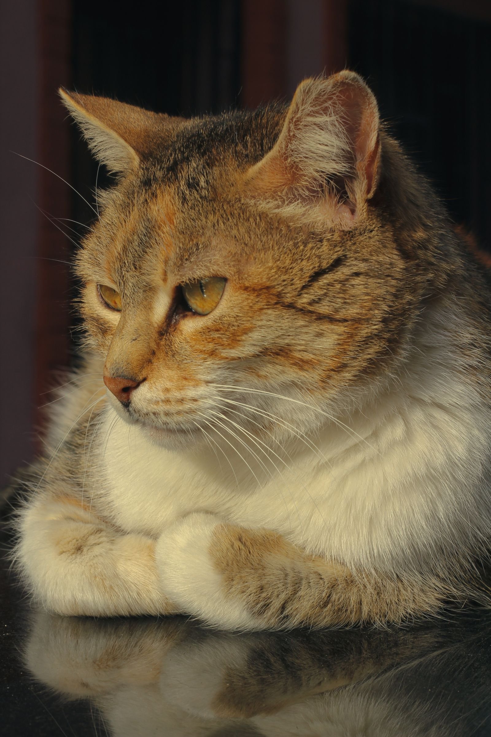 Gato em fotografia real